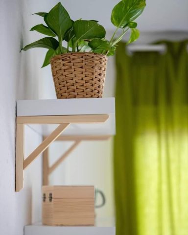 plante, zen, cocooning, bien-être